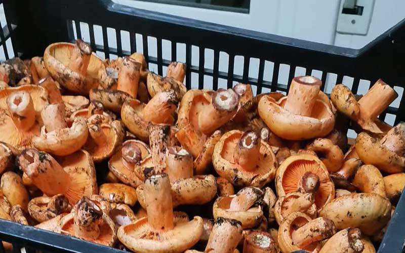 Saffron Milk Cap mushrooms in a basket, ready for cleaning.