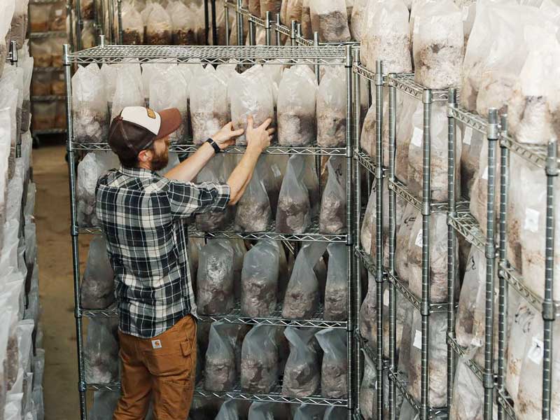 Mushroom blocks in the Growing Room.