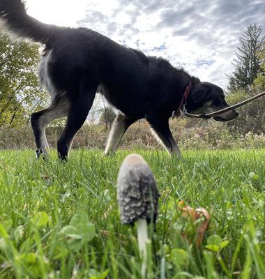 Unbelievable This Is How Dogs Detect Poisonous Mushrooms - vvlvk1y