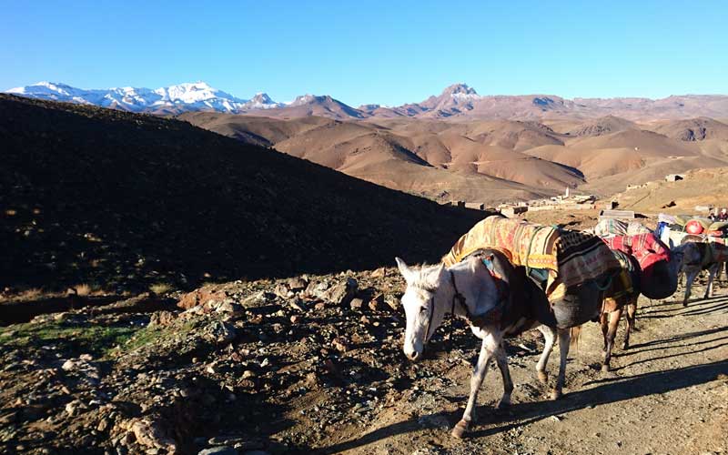 Mules with the Atlas mountains in the background.