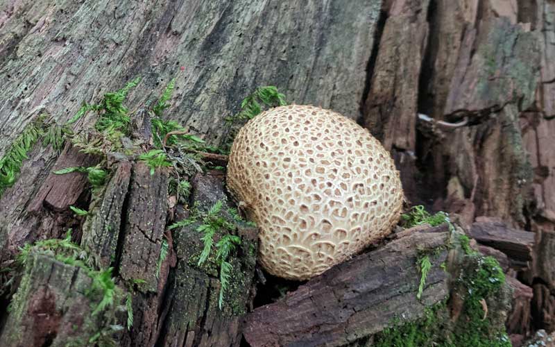Common earth ball mushroom