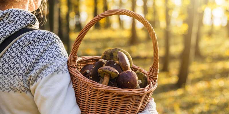 Foraging for mushrooms in the woods