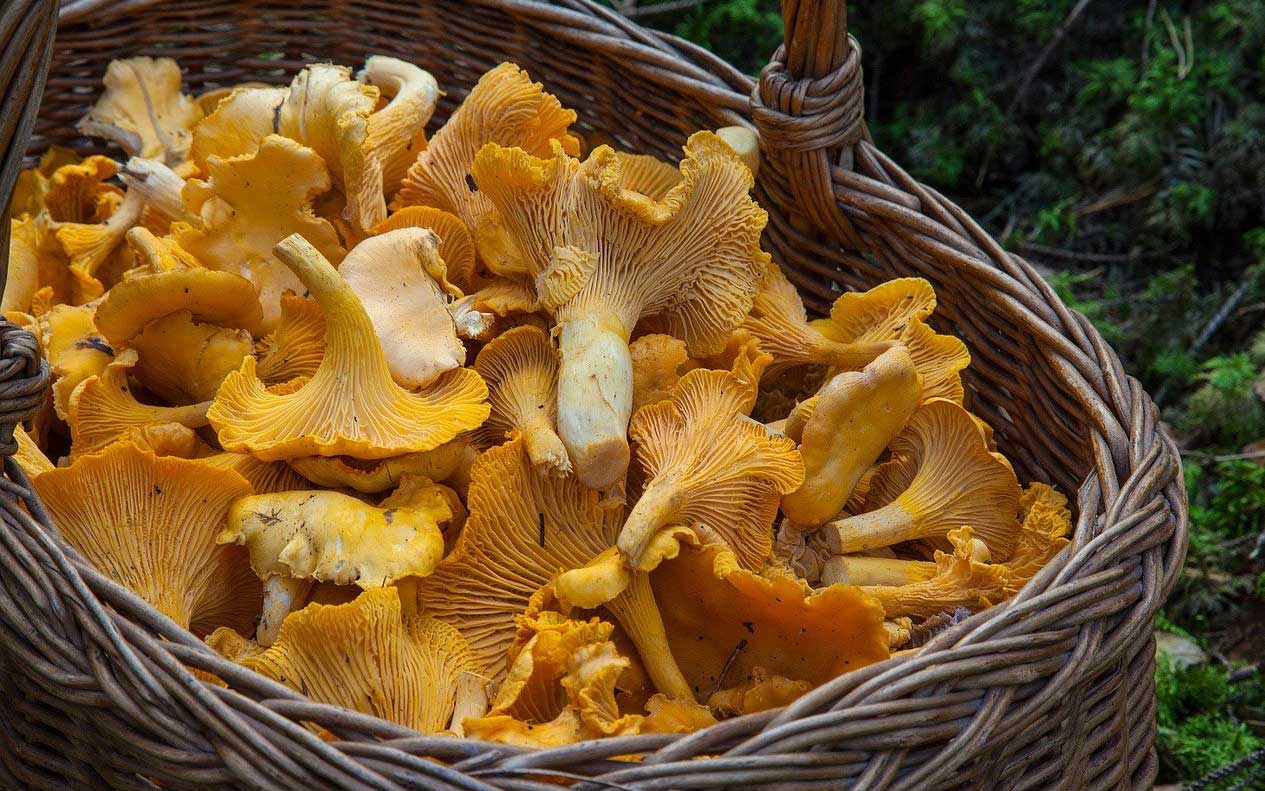 A basket of freshly picked chanterelle mushrooms.