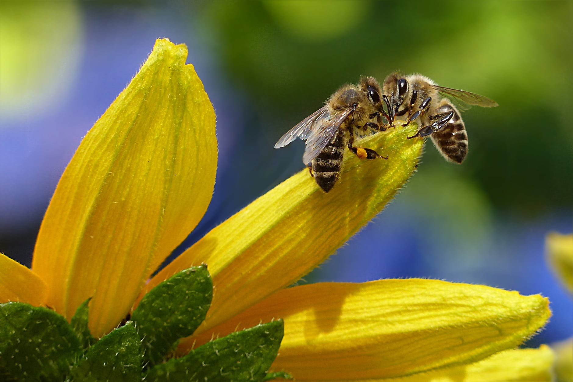 Western honey bees gather pollen.