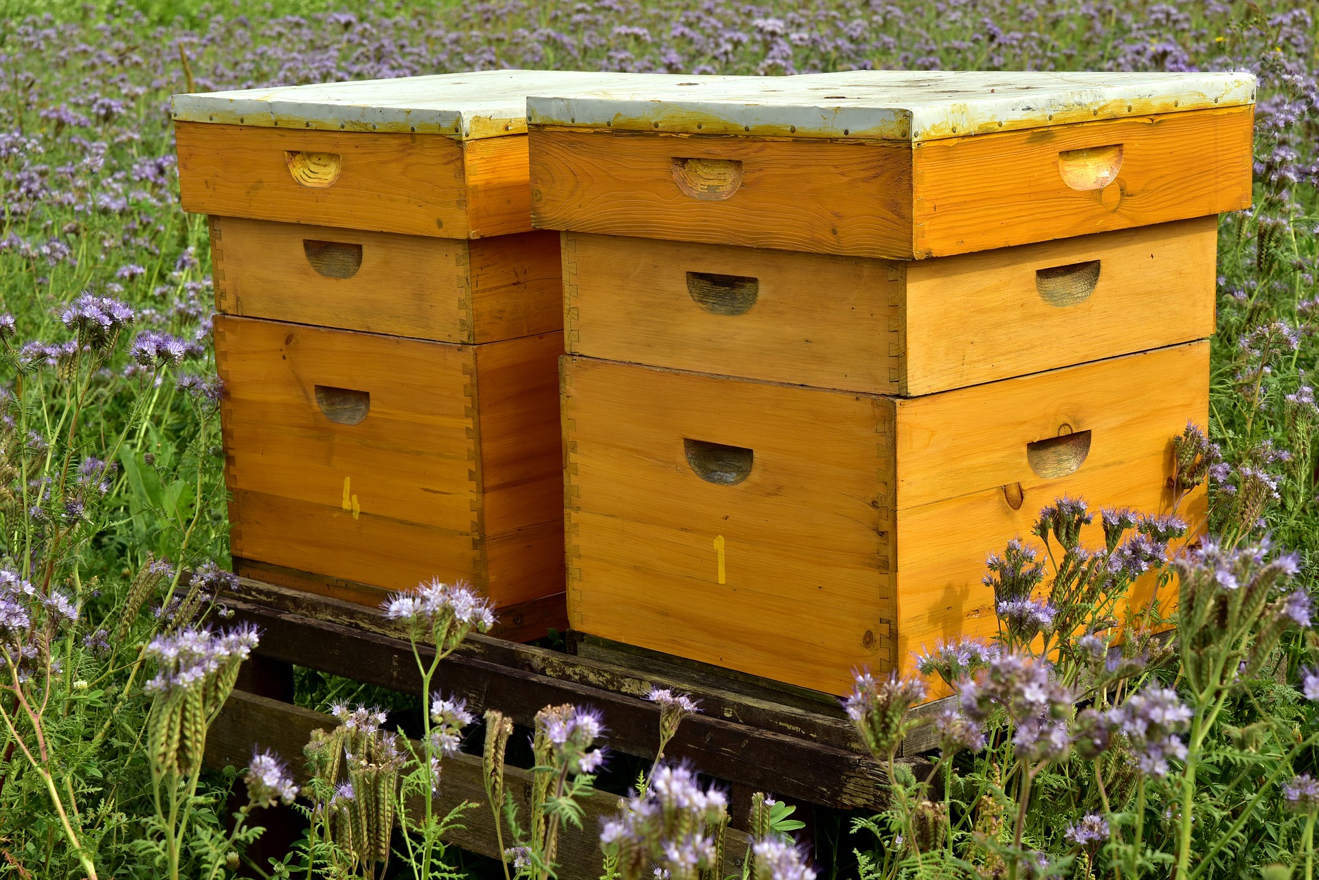 Bee hives