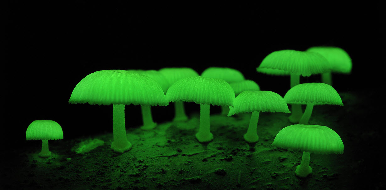 bioluminescent mushrooms