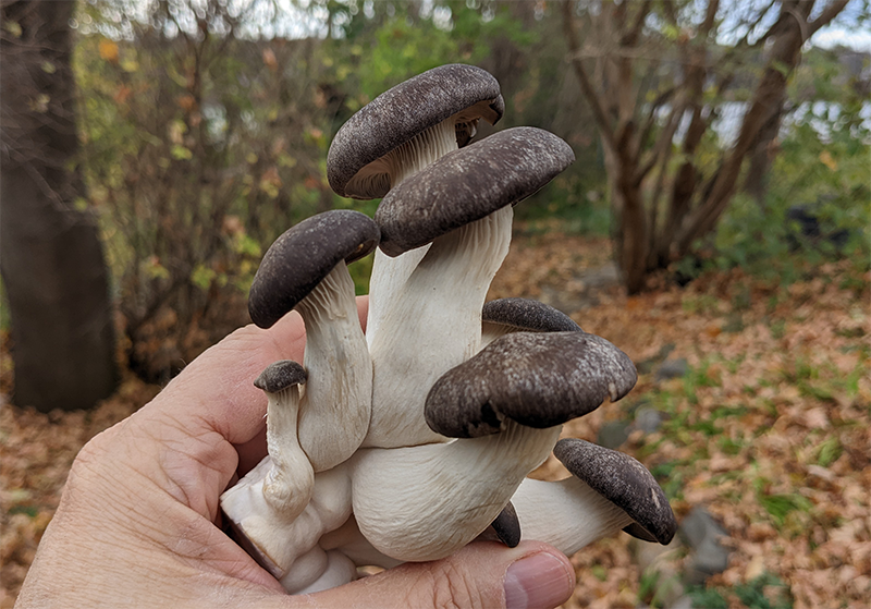 black pearl king oyster mushroom
