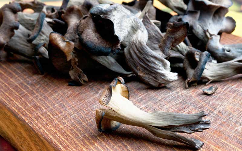 Black Trumpet mushrooms