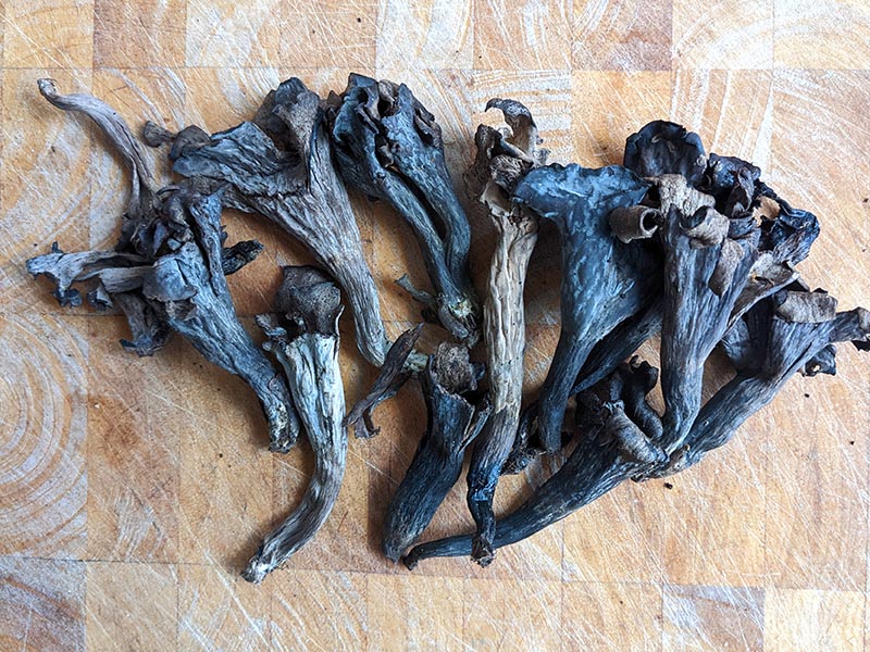 black trumpet mushrooms