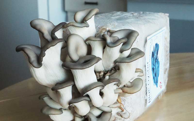 https://www.incrediblemushrooms.com/images/blue-oyster-bag3-800.jpg