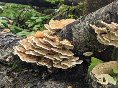 Chicken of the Woods