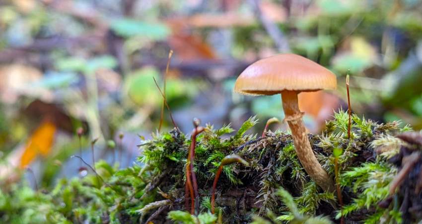 mushroom in woods on log mushroom in woods on log