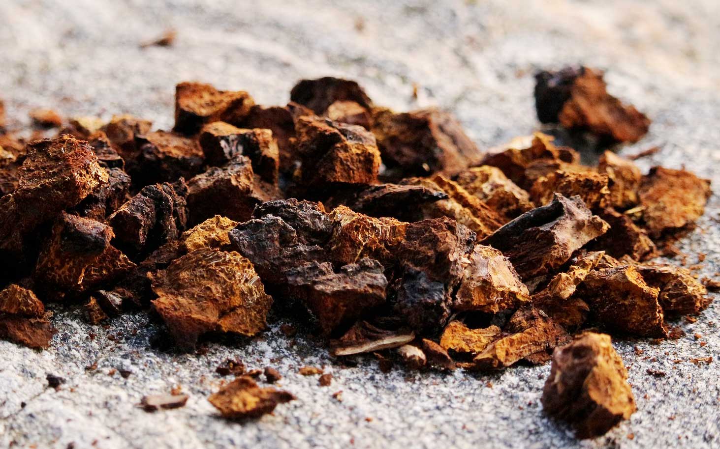 Chaga mushroom broken into chunks