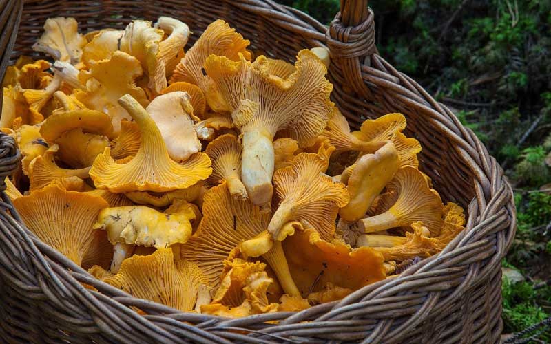 A basket filled with Chanterelle mushrooms