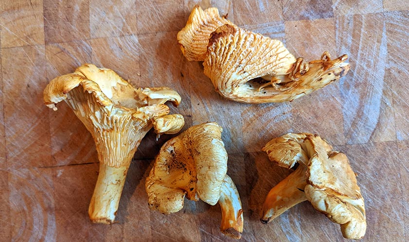 chanterelle market 800
