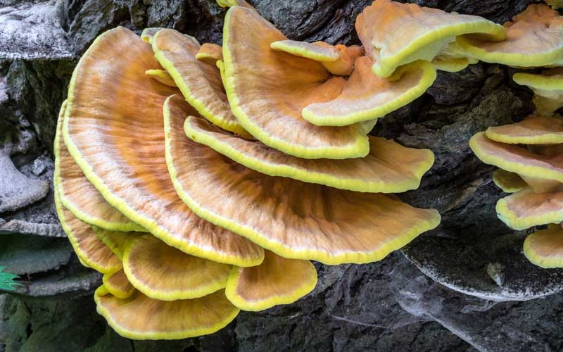 Chicken of the Woods growing on a tree