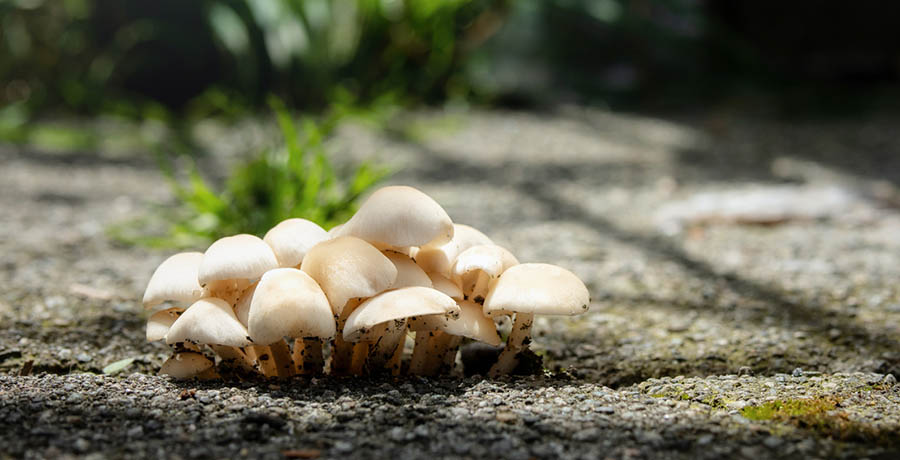 Mushrooms growing on city sidewalk