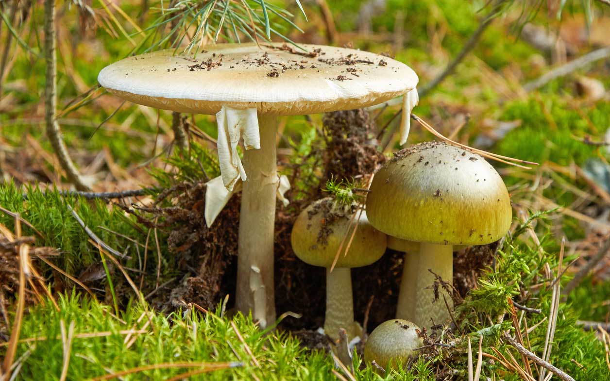 Poisonous Mushrooms from Death Caps to Destroying Angels