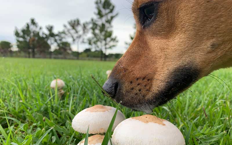 dogs eating mushrooms in yard symptoms