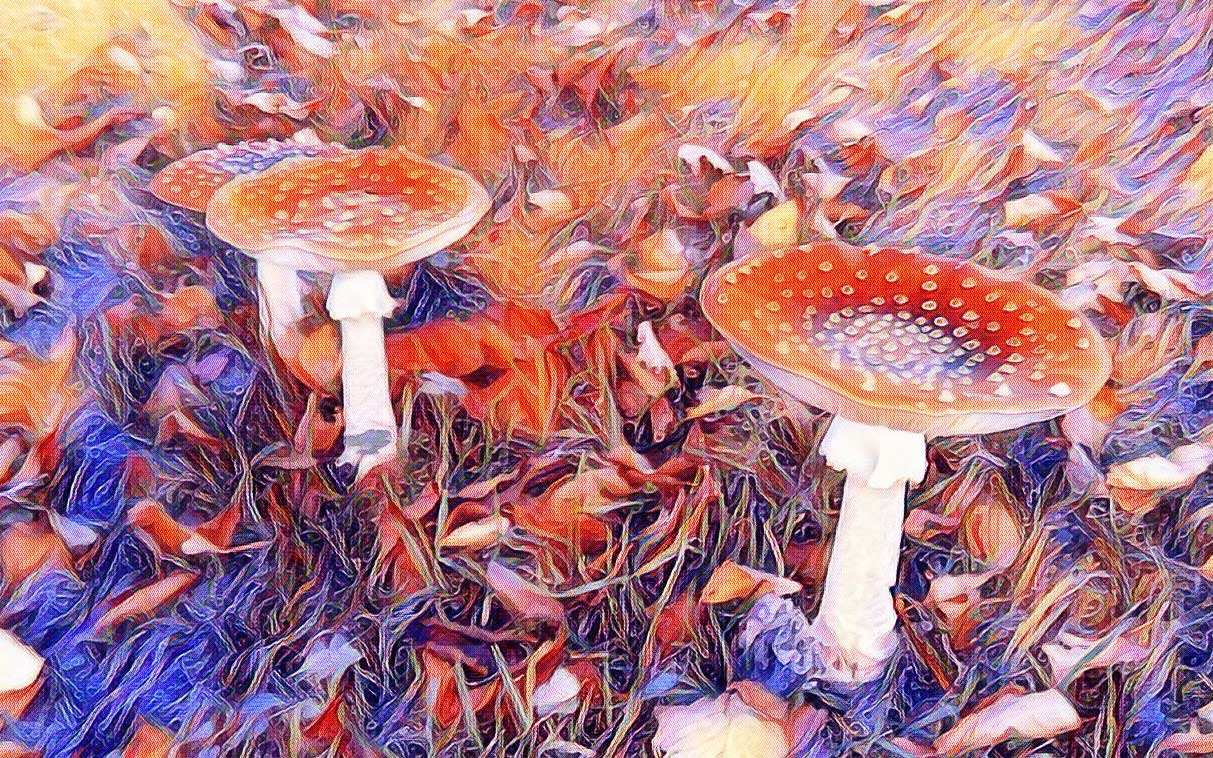The Unexpected Power Of Magic Mushrooms Reversing The Aging Process - z55fcmt