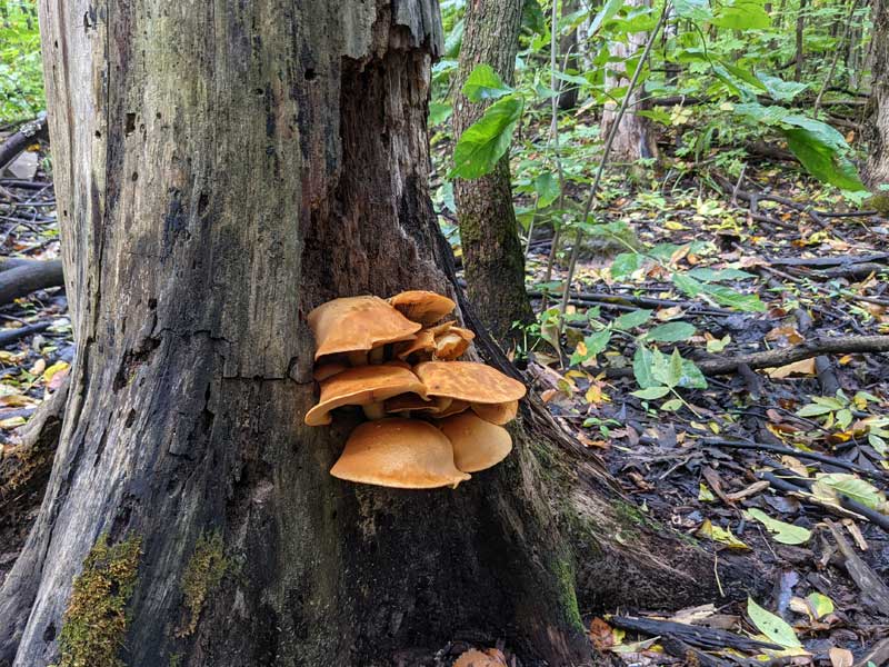 Group of heavy, orange mushrooms growing from the side of a tree.