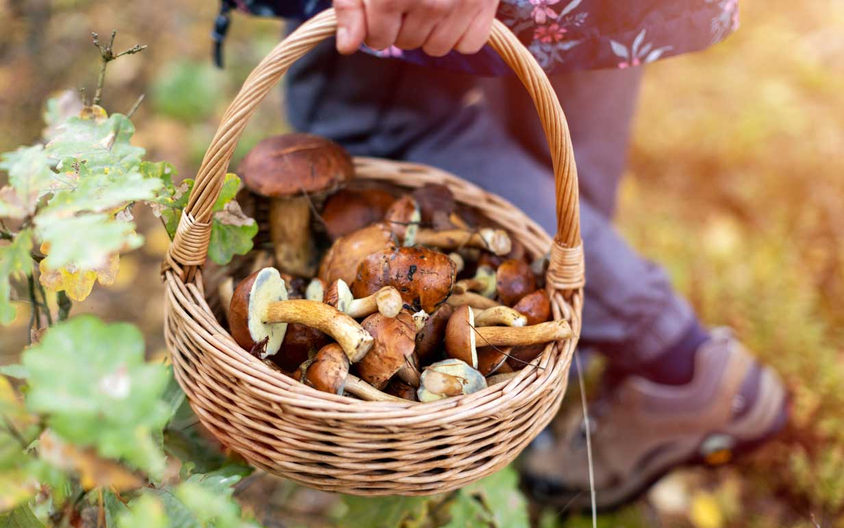 Foraging for wild mushrooms with a whicker basket