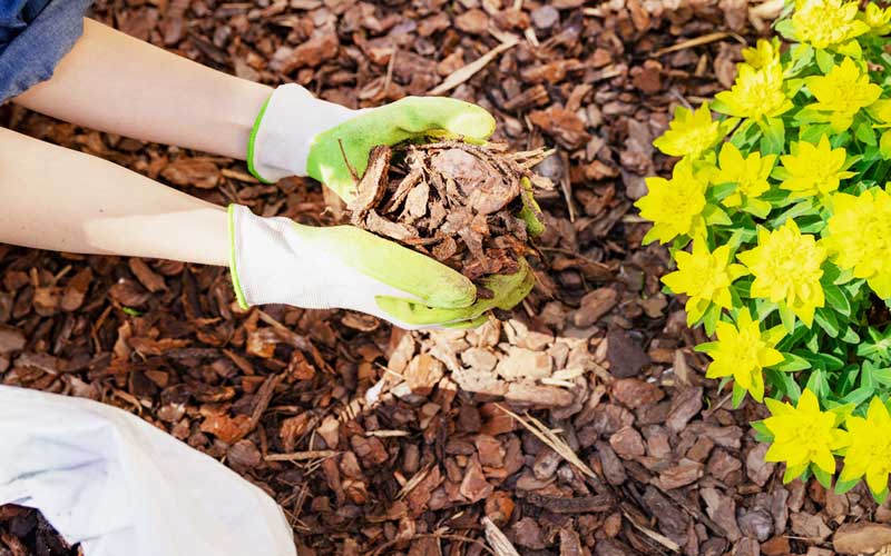 Mushroom mycelium is the secret ingredient in healthy garden soil.