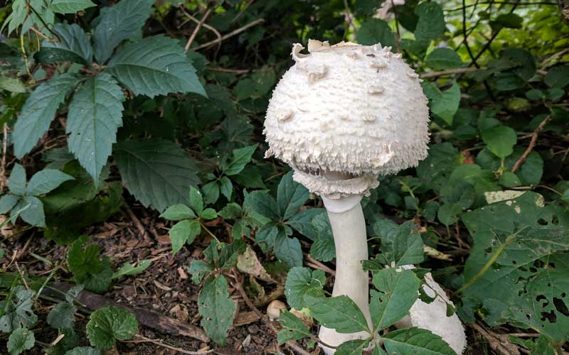 Parasol mushroom