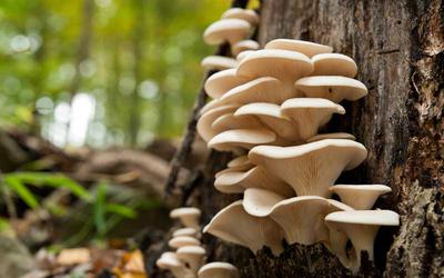 Oyster mushrooms growing on a tree
