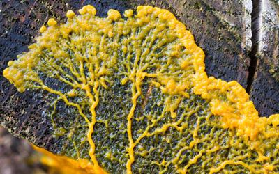 Slime Mold