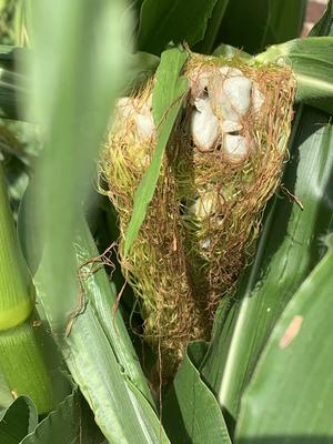 A larger corn smut infestation on the cobb