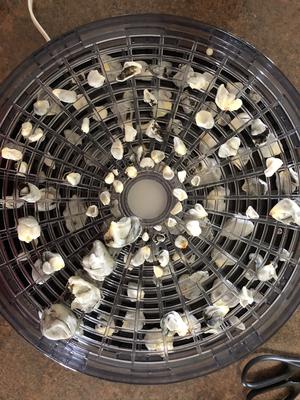 Drying corn smut galls