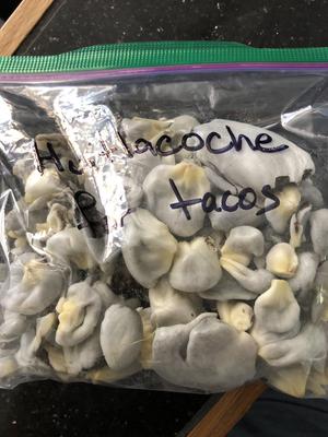 Storing corn smut galls for use later