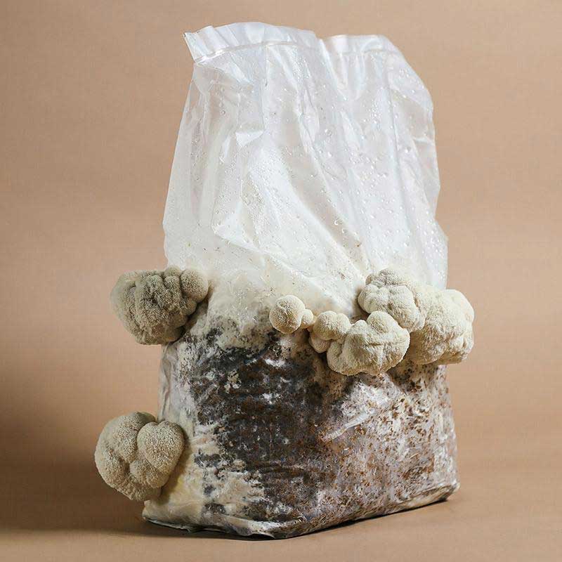 Lion's Mane Mushroom Growing Kit.