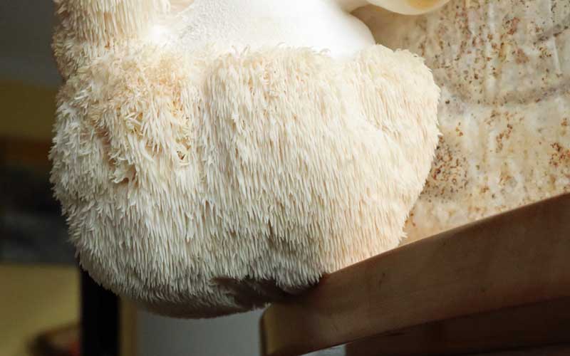 Lion's Mane mushroom growing from a mushroom home growing kit.