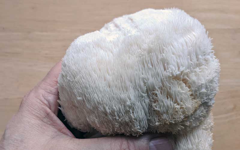 Lion's Mane mushroom