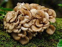 maitake 205