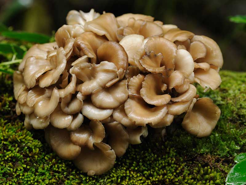Maitake Mushrooms
