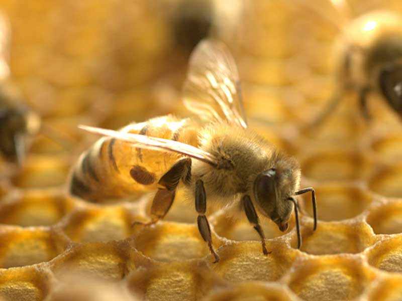 Mite on the body of a bee.