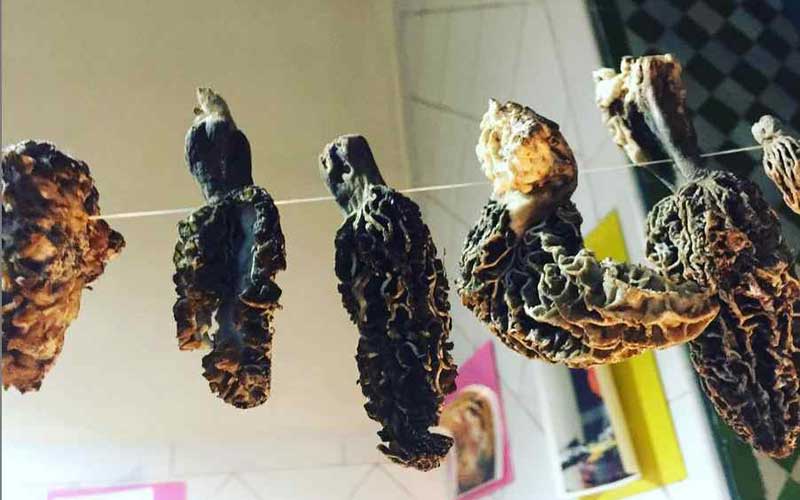 Air-drying Morel mushrooms on a thread.