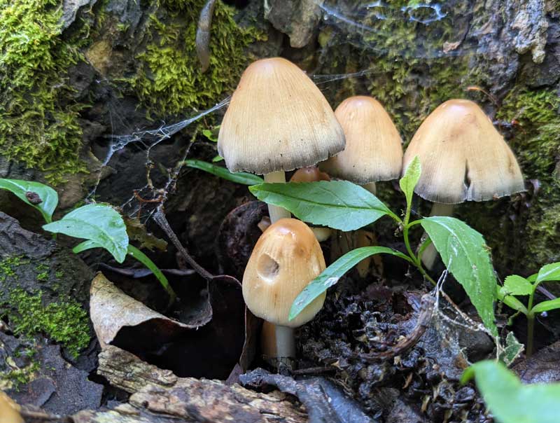 Mushrooms with cobwebs and moss in the woods