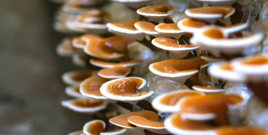 mushroom farming mushroom farming