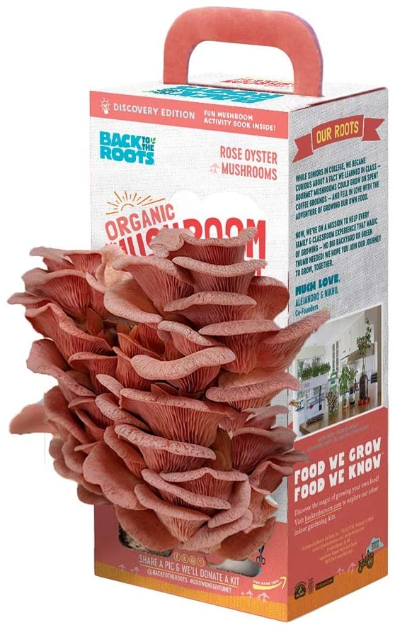 Organic Pink Oyster Mushroom Grow Kit