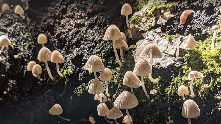 Fairy Inkcap mushrooms