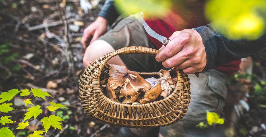 Collecting mushroooms on a mushroom foraging tour Collecting mushroooms on a mushroom foraging tour