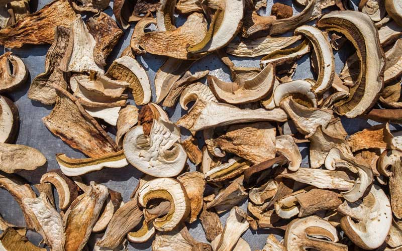 Mushrooms drying in the sun