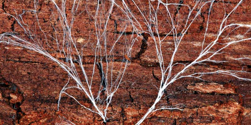 Threads of mycelium on a rotting log.