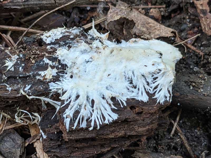 Mycelium growing on rotten wood.