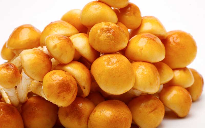 Nameko mushrooms