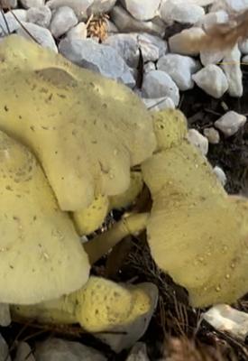 First time I found them.